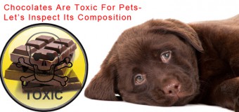 Chocolates Are Toxic For Pets- Let’s Inspect Its Composition