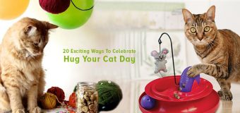 20 Exciting Ways To Celebrate Hug Your Cat Day