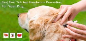 heartworm and flea tablets for dogs