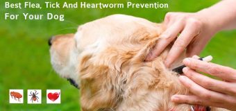 Best Flea, Tick & Heartworm Prevention for your Dog