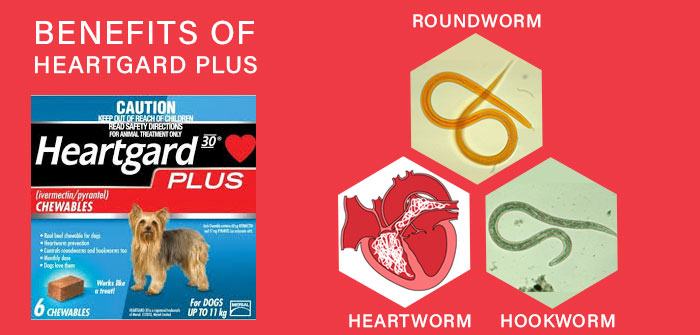 Heartgard plus for dogs