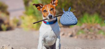 5 Easy STEPS To Follow If You Find A Lost Pet