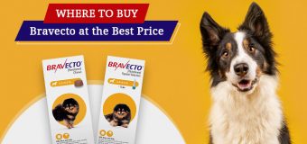 Where to Buy Bravecto for Dog at the Best Price?