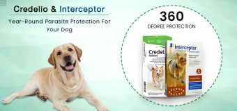 Credelio and Interceptor: Year-Round Best Parasite Prevention for Dogs