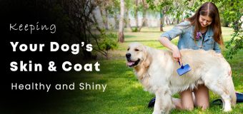 Keeping Your Dog’s Skin & Coat Healthy and Shiny