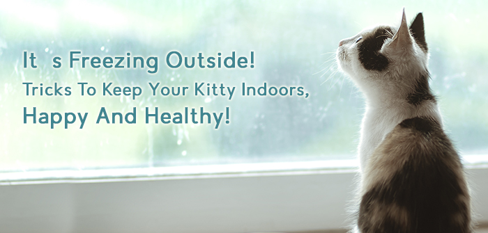 It’s Freezing Outside! Tricks To Keep Your Kitty Indoors, Happy And ...