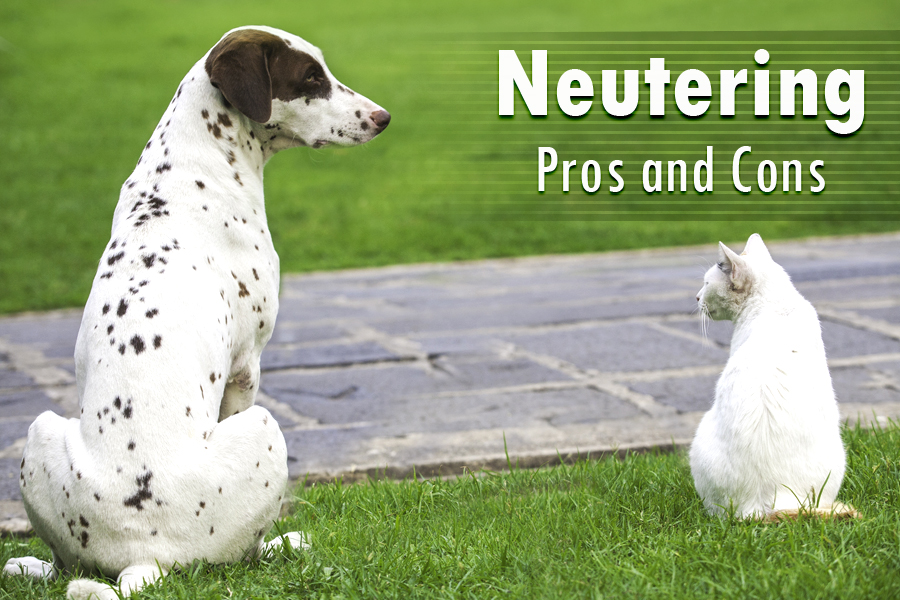 Pros and cons of neutering canines and felines