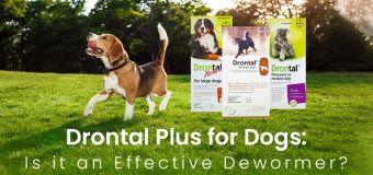 Drontal Plus for Dogs: Is it an Effective Dewormer?