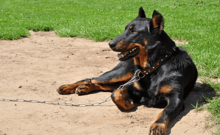 Beauceron guard dogs breeds