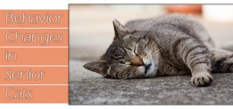 Behavior Changes in Senior Cats
