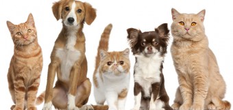 Advantages of Owning Multiple Pets