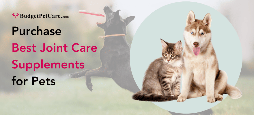 Buy or purchase best joint care supplements for dogs and cats on this Arthritis awareness month