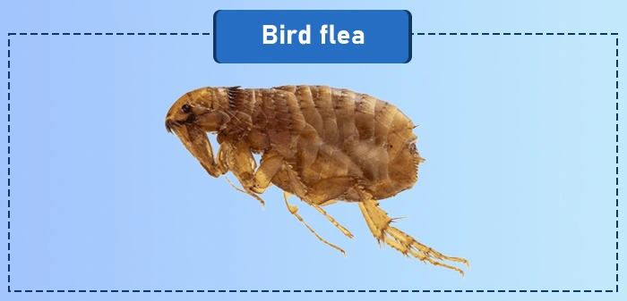 Bird flea - a common type of flea in the US