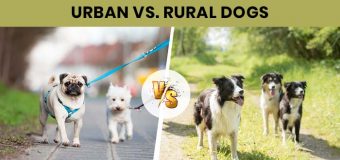 Contrasting Lives of Urban and Rural Dogs