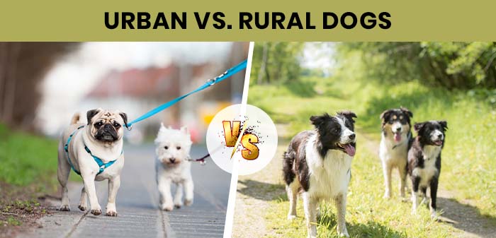 urban vs rural dogs