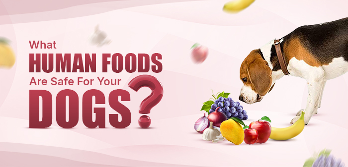 A dog Trying to Eat Human Foods