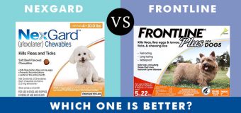 Nexgard vs Frontline Plus: Which One Is Better?