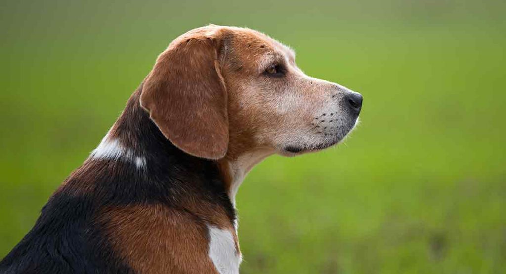 Butch - The Oldest Beagle (Example)