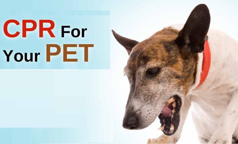 Cardiopulmonary Resuscitation Aids for Pets