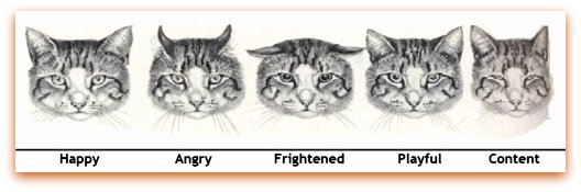 Cat Facial Expression As Cats Body Language