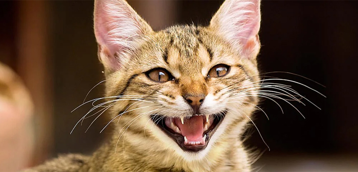 interpreting cat meows and other vocalizations