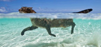 Cats Can Swim [Or Not?]. Let’s Dig A Little Deeper!