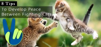 5 Tips to Develop Peace Between Fighting Cats