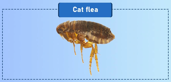 Cat flea a common type of flea in the US