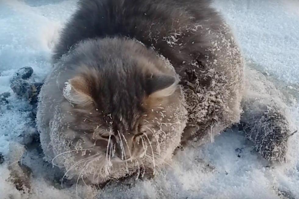 Cat-stuck-in-ice-puddle-roads