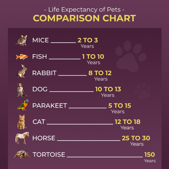 Comparison chart for pet life expectancy
