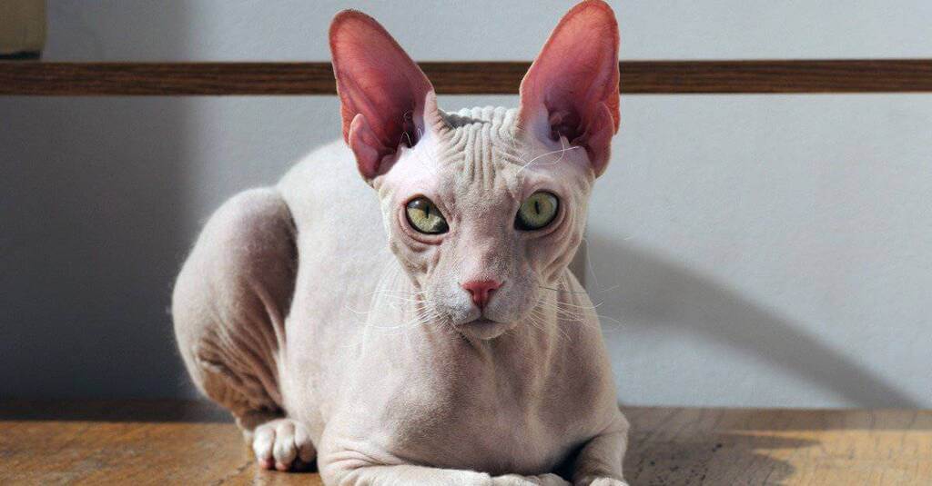 Cornish Rex one of the most intelligent Cat Breed
