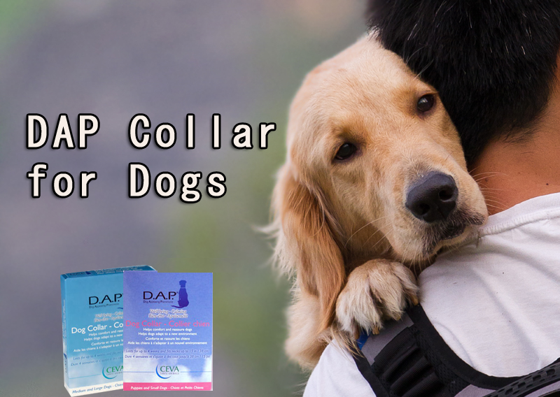 Dap-Collars-for-Dogs