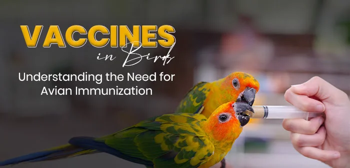 Parrot Receiving oral vaccine from a dropper with text "Vaccines in Birds - Understanding the need for Avian Immunization"