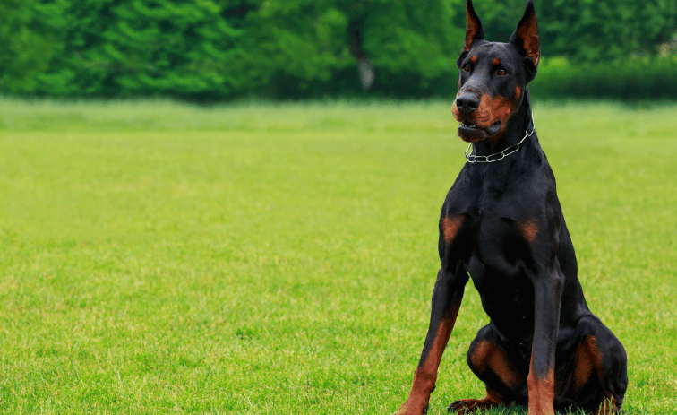 Doberman Pinscher Dog breed for Protecting your family