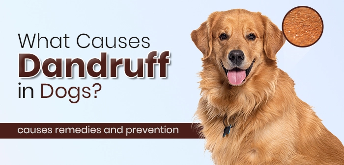 Golden Retriever with dandruff flakes on coat – causes, remedies, and prevention tips for dog dandruff