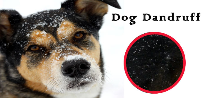 what does dandruff look like on dogs