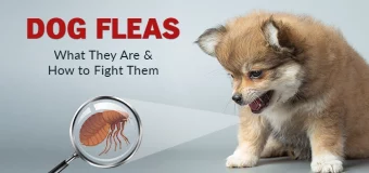 Dog Fleas: What They Are and How to Fight Them?