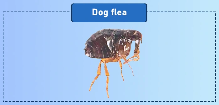 Dog flea - a common type of flea in the US