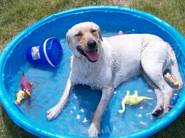 Dog-in-Pool-To-Avoid-Heat-Wave
