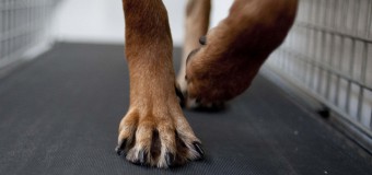 Gyms for dogs- Surprising, yet a trend to flow with!