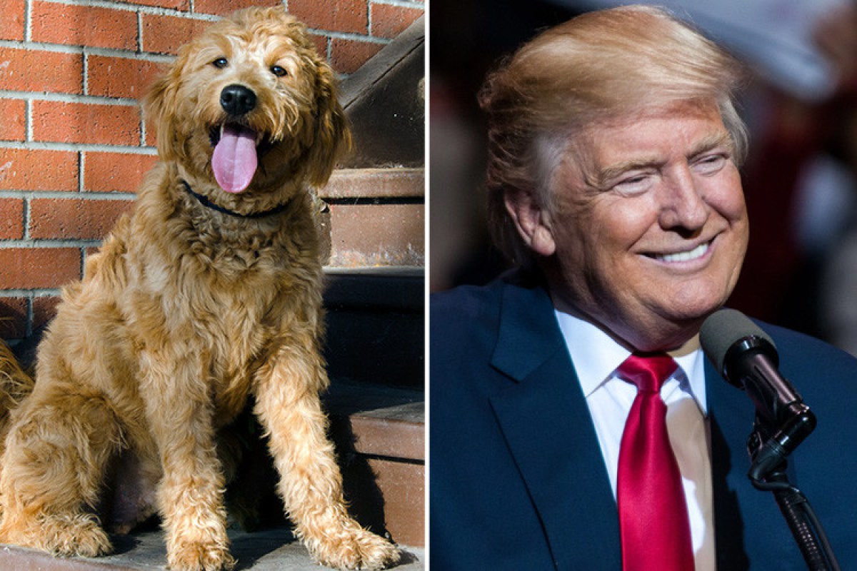 Donald Trump with Goldendoodle