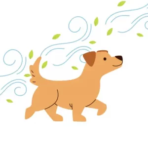 one of the cause for dog dandruff is dry air