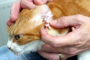 Ear Mites in Cats