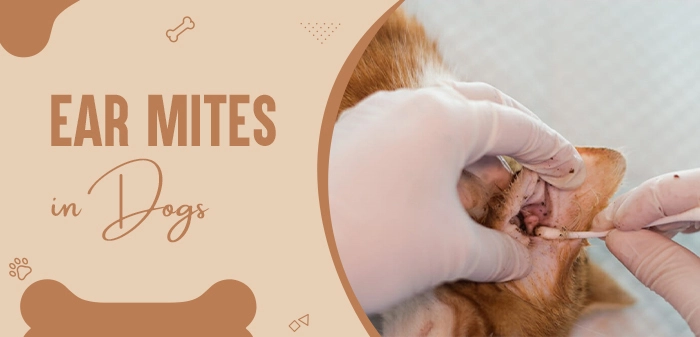 Ear Mites in Dogs