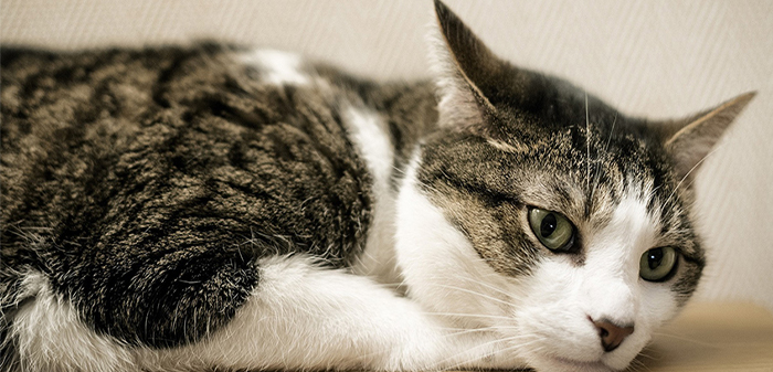 understanding cats ear expression 