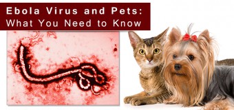 Ebola Virus and Pets: What You Need to Know