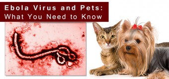 Ebola Virus and Pets: What You Need to Know