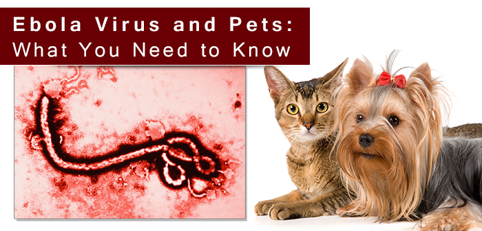 Ebola Virus and Pets