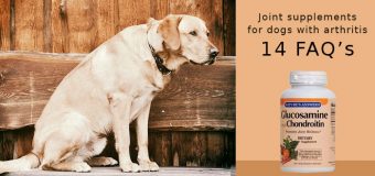 Joint supplements for dogs with arthritis: 14 FAQs