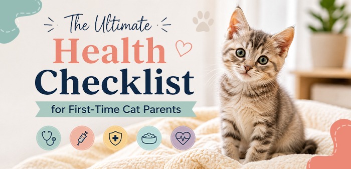 Ultimate Guide First Time Cat Parents